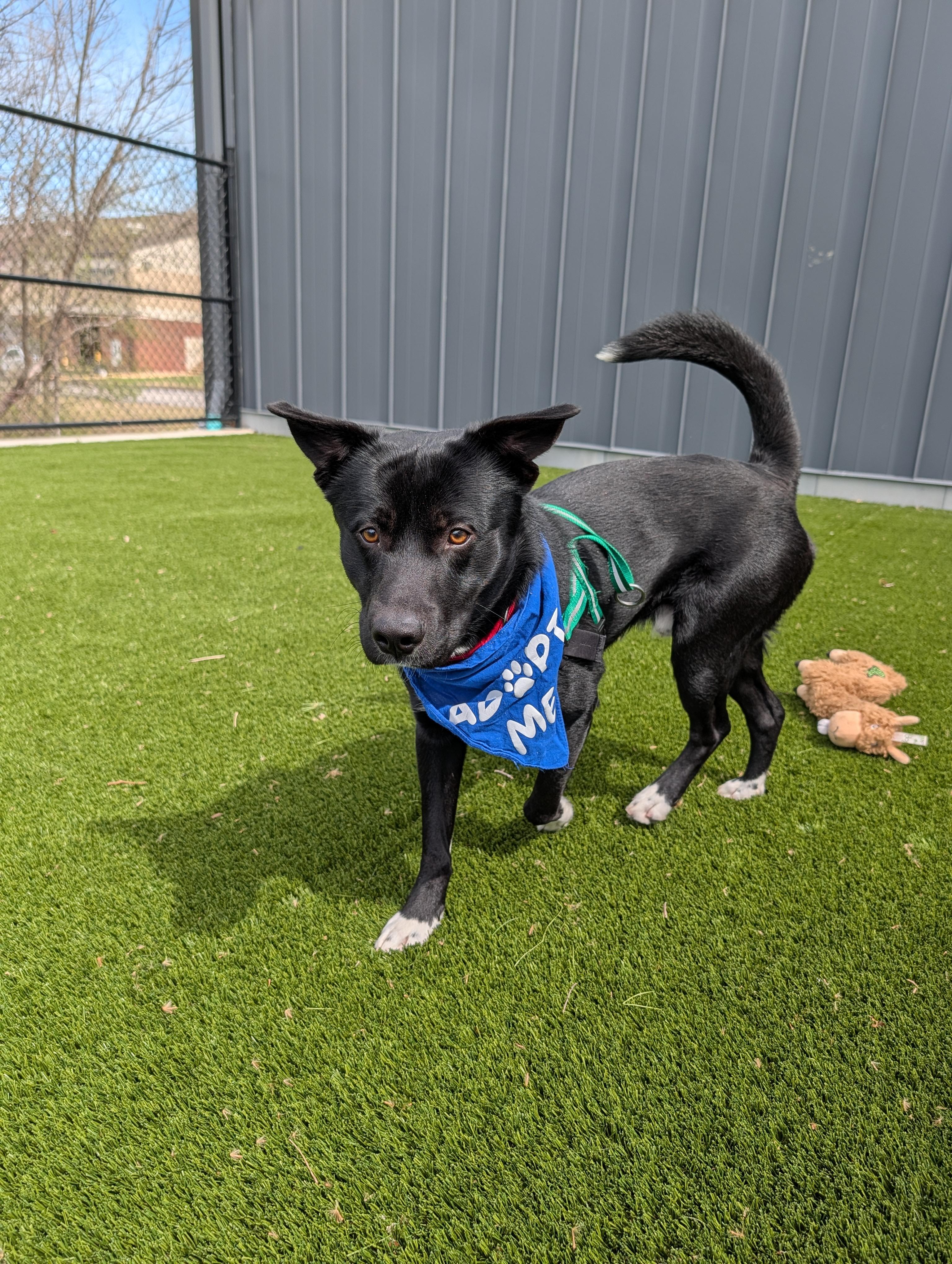 Michael Scott, a ADOPTABLE mixed breed in Hillsboro, MO image 3/5