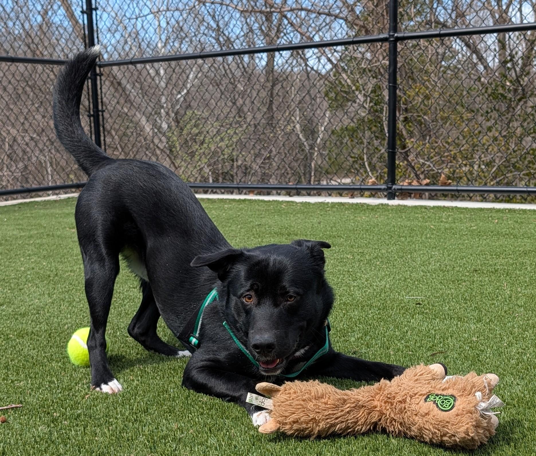 Michael Scott, a ADOPTABLE mixed breed in Hillsboro, MO image 4/5