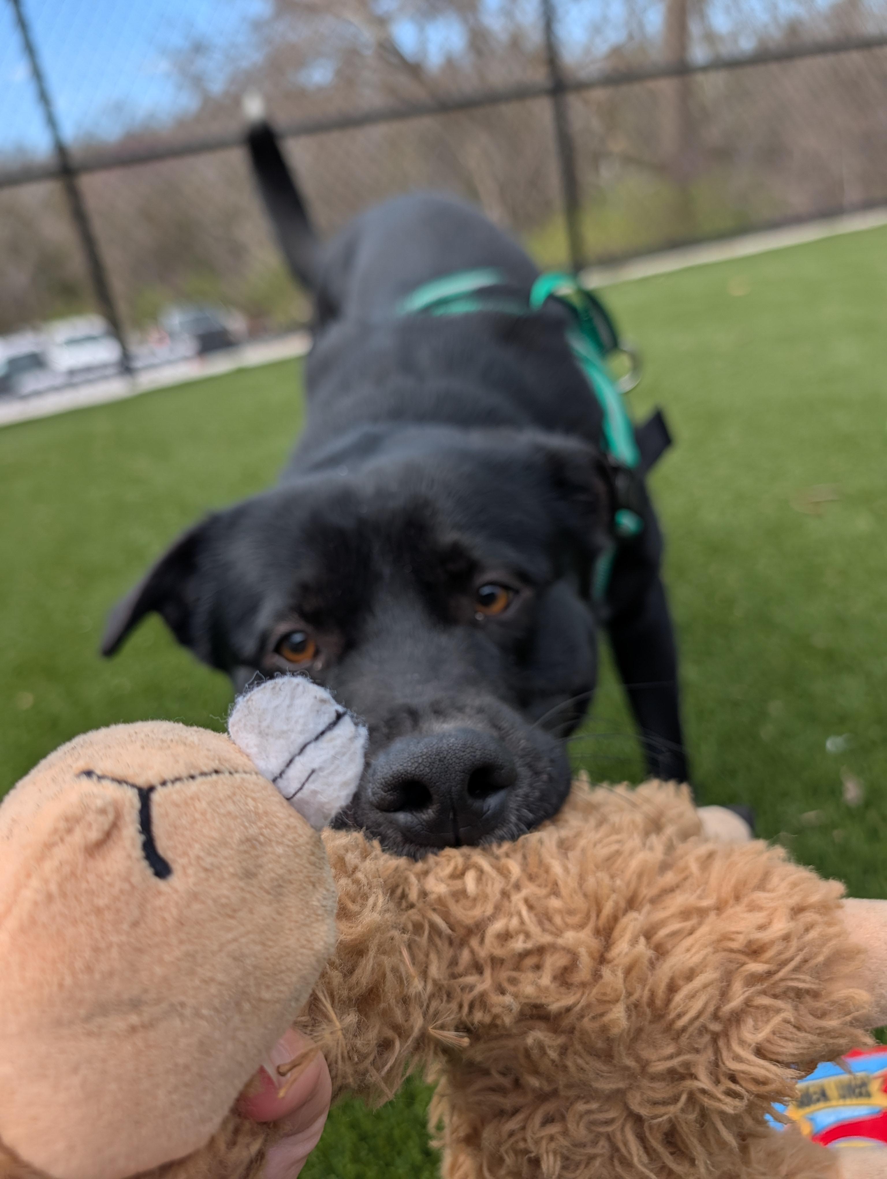 Michael Scott, a ADOPTABLE mixed breed in Hillsboro, MO image 2/5