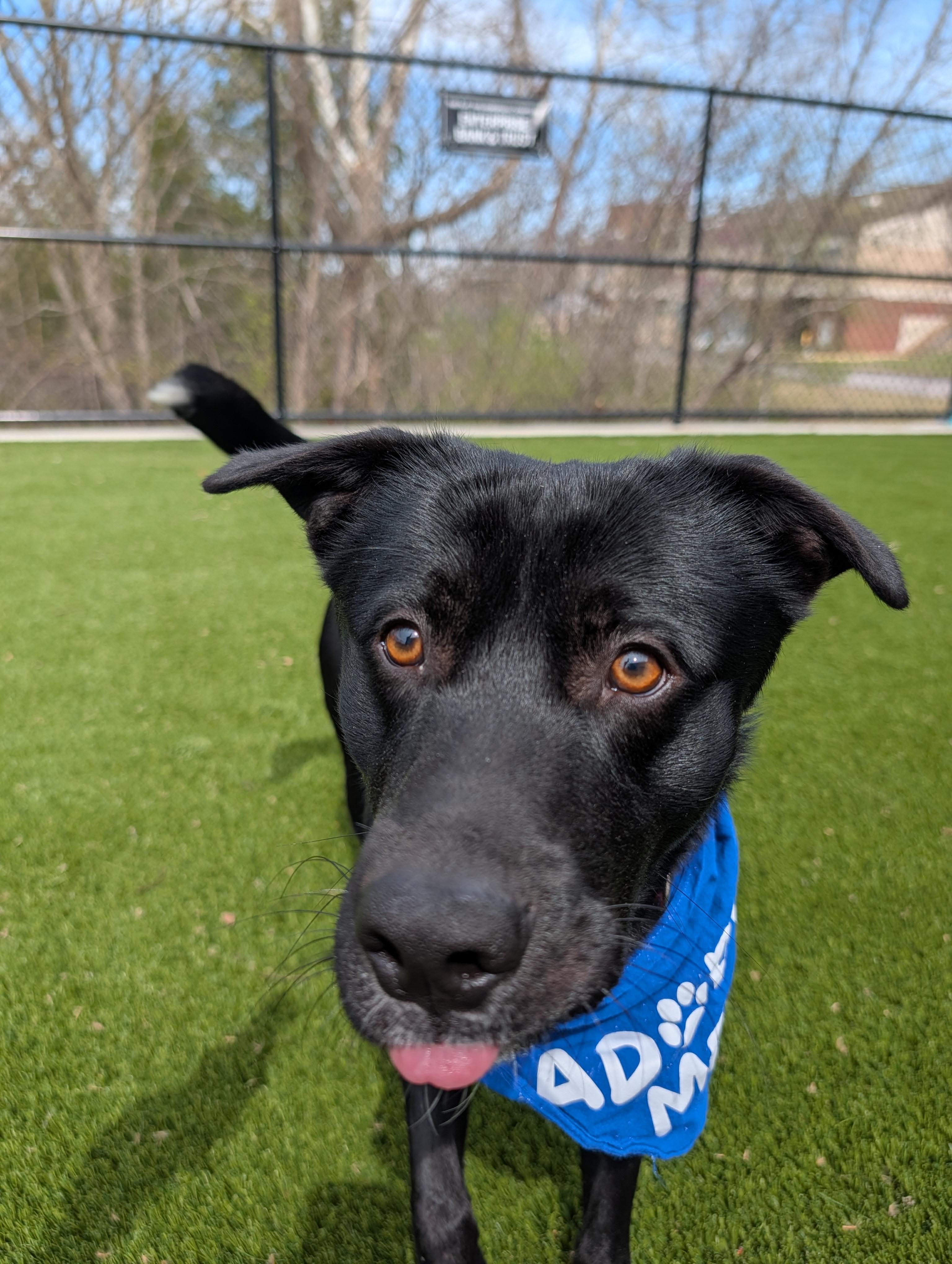 Michael Scott, a ADOPTABLE mixed breed in Hillsboro, MO image 1/5