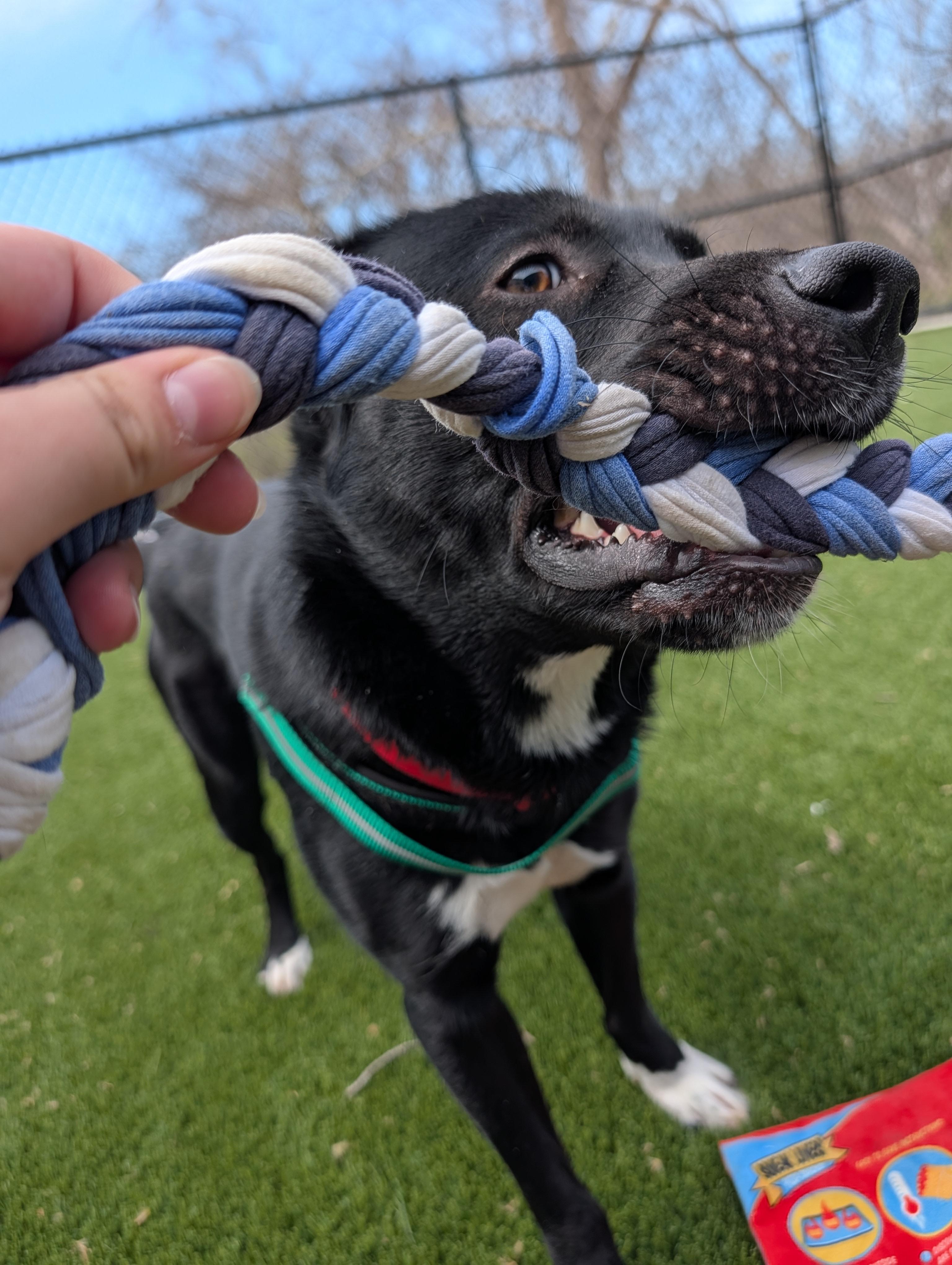 Michael Scott, a ADOPTABLE mixed breed in Hillsboro, MO image 5/5