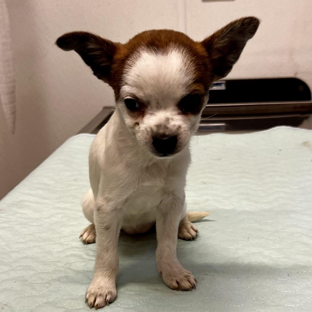 AAD New Arrival!  Ontario - 26104, Adoptable, Puppy Female Chihuahua.
