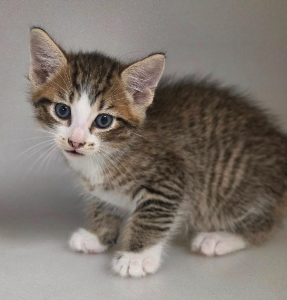 Kitten C, Adoptable, Kitten Male Domestic Short Hair.