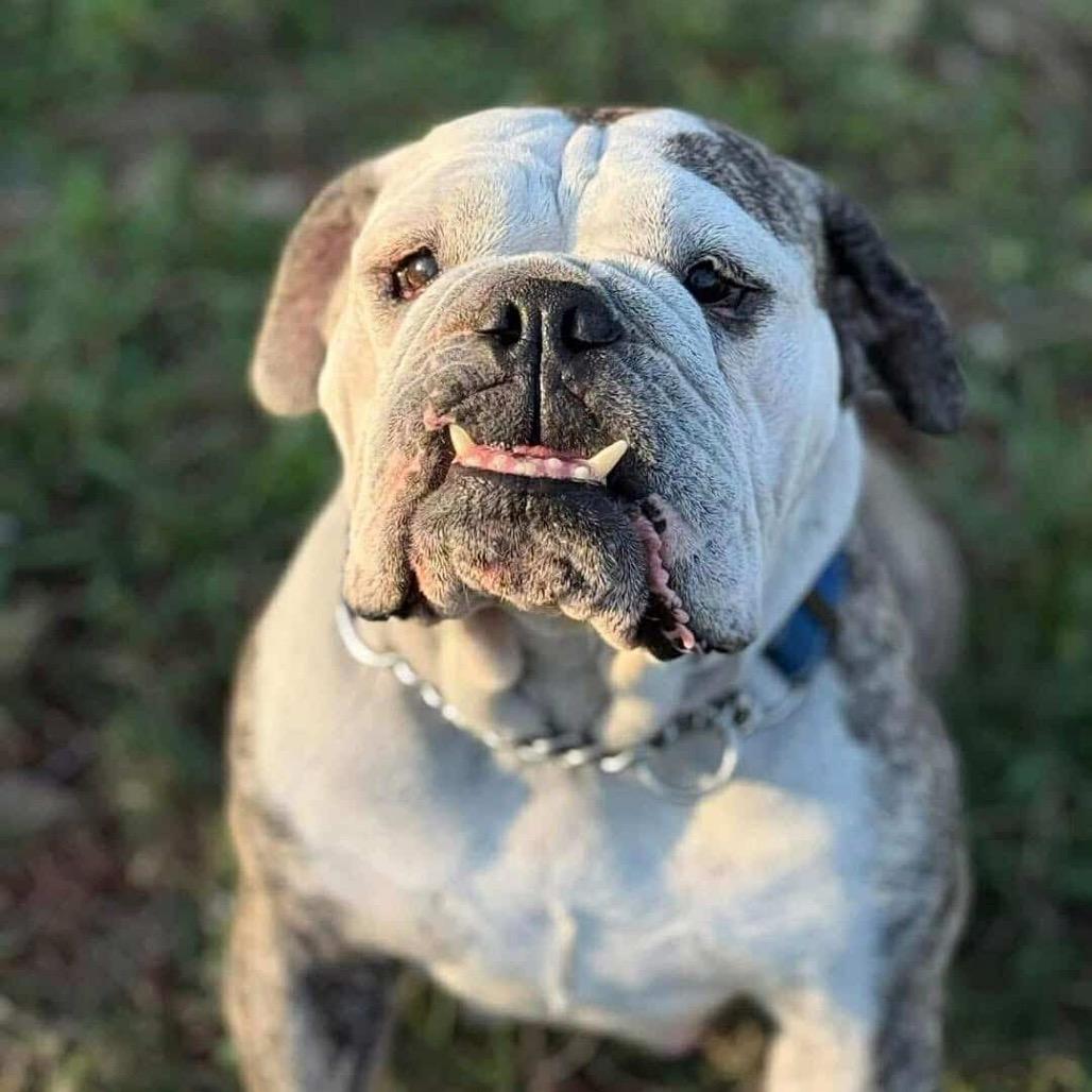 Minnie Pearl, Adoptable, Senior Female English Bulldog.