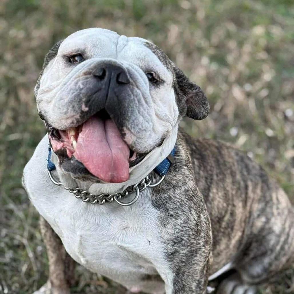 Enlarge Minnie Pearl, a Adoptable English Bulldog in Lutz, FL image 2/6