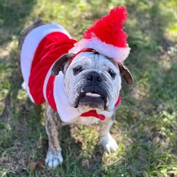 Enlarge Minnie Pearl, a Adoptable English Bulldog in Lutz, FL image 3/6