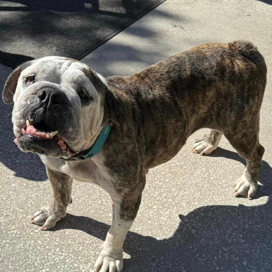 Enlarge Minnie Pearl, a Adoptable English Bulldog in Lutz, FL image 3/6
