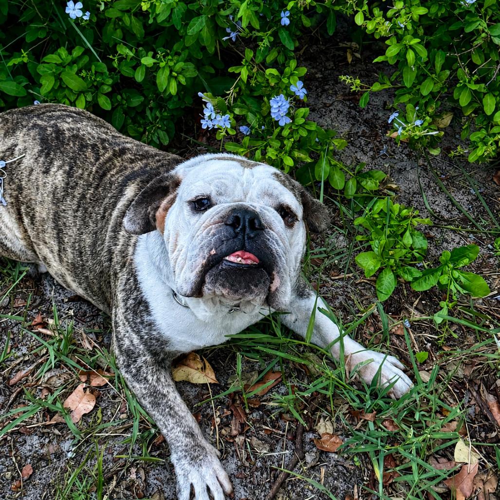 Enlarge Minnie Pearl, a Adoptable English Bulldog in Lutz, FL image 4/6