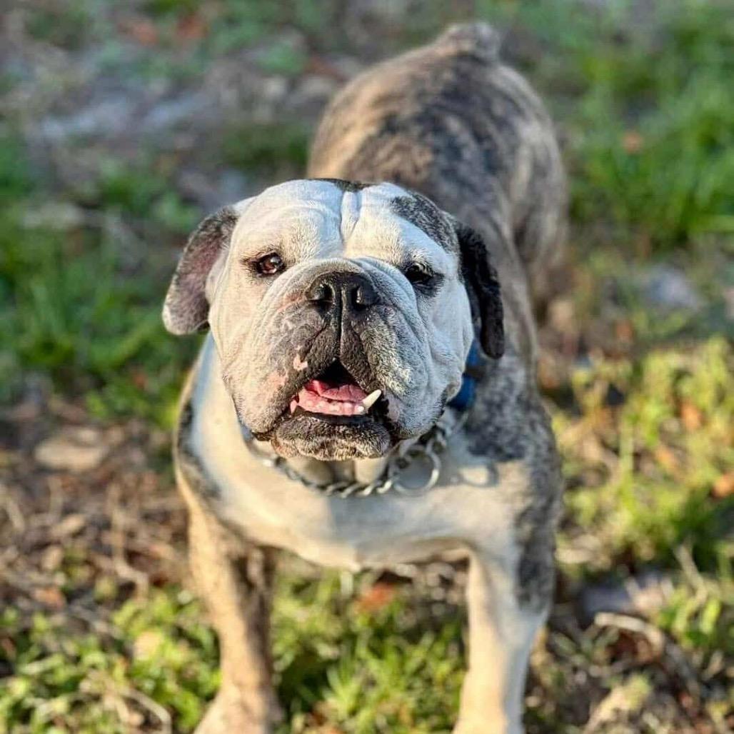 Enlarge Minnie Pearl, a Adoptable English Bulldog in Lutz, FL image 5/6