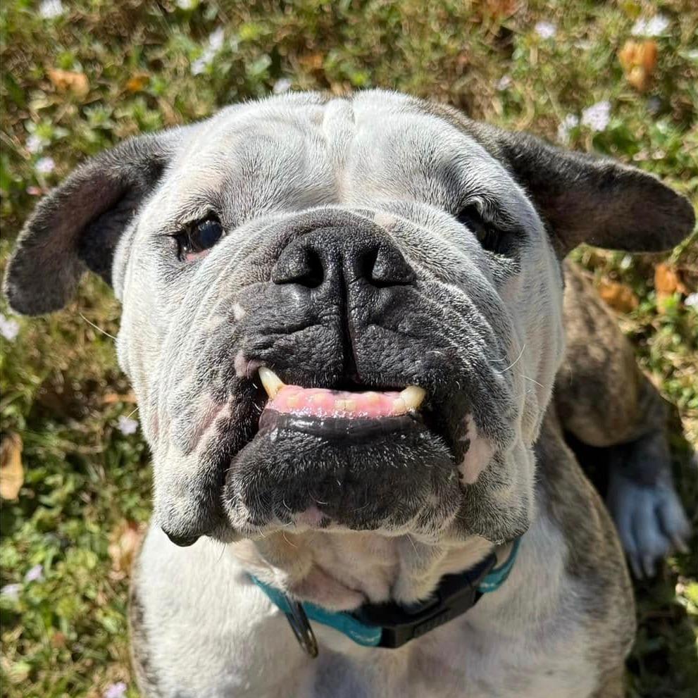 Enlarge Minnie Pearl, a Adoptable English Bulldog in Lutz, FL image 6/6