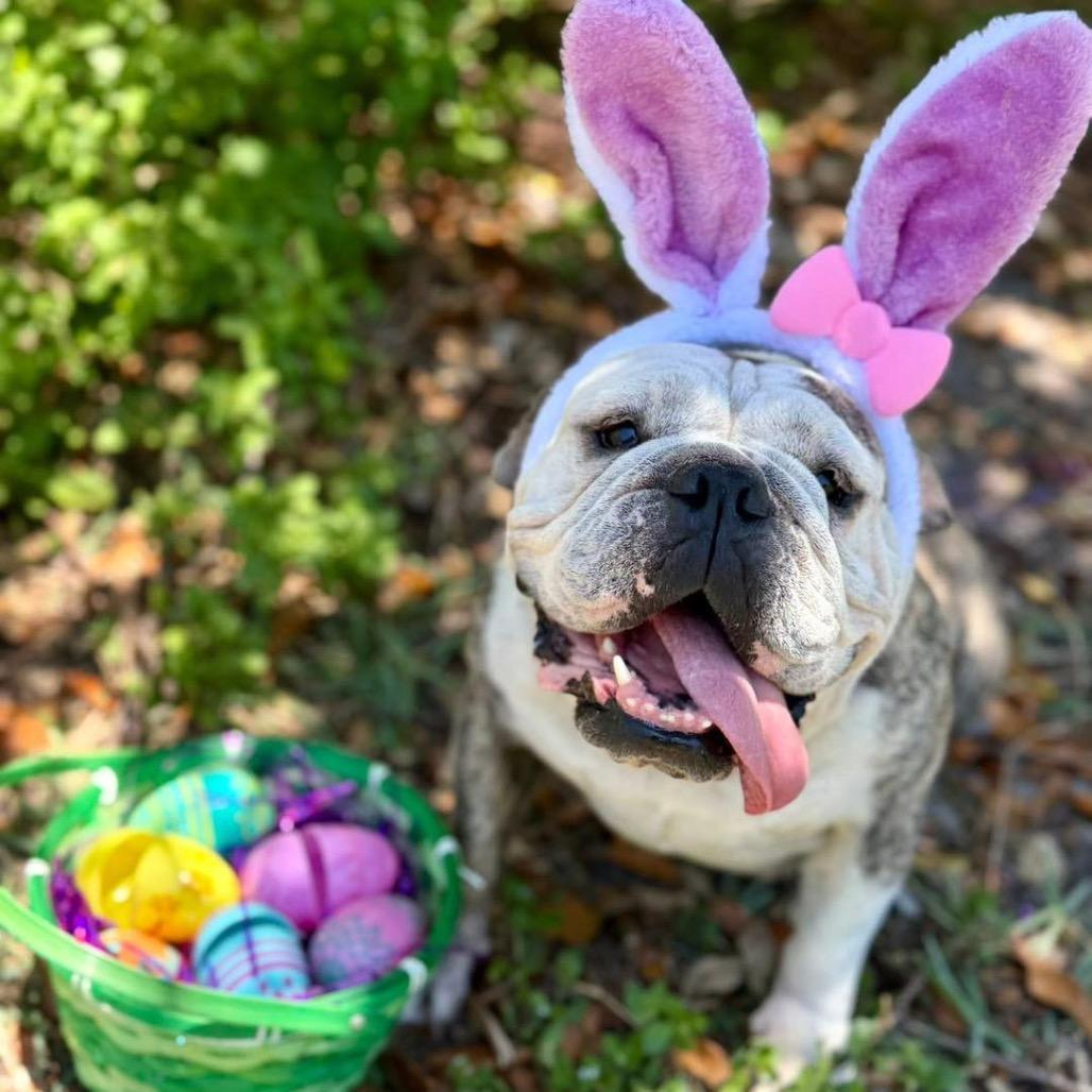 Enlarge Minnie Pearl, a Adoptable English Bulldog in Lutz, FL image 6/6