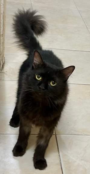 Felix