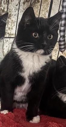 Enlarge Blizzard, a ADOPTABLE mixed breed in Sayreville, NJ image 1/1