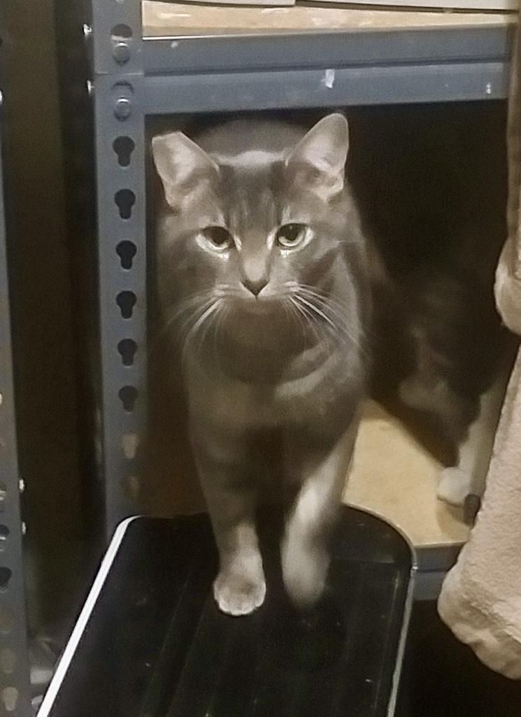 Clove, Adoptable, Young Female Domestic Short Hair & Tabby.