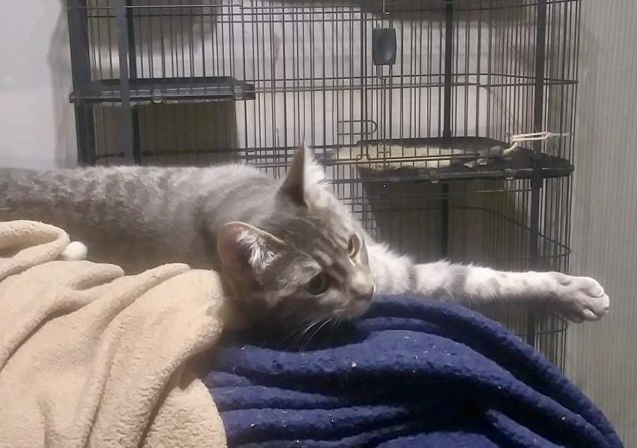 Enlarge Clove - cousin to Freya, a Adoptable mixed breed in Bothell, WA image 2/4