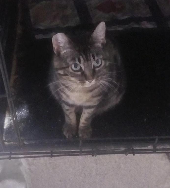 Enlarge Clove - cousin to Freya, a Adoptable mixed breed in Bothell, WA image 3/4