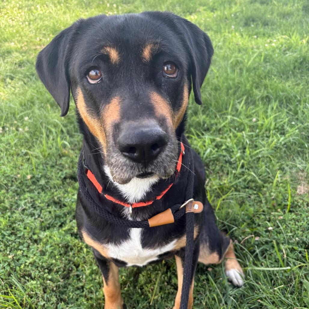 Coco, a Adoptable mixed breed in St Joseph, MO image 1/3