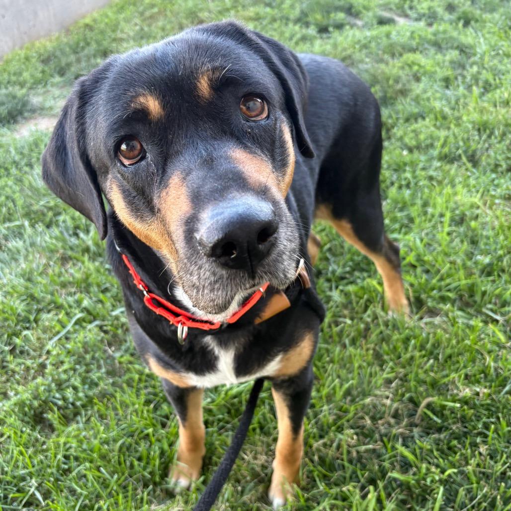 Coco, a Adoptable mixed breed in St Joseph, MO image 2/3