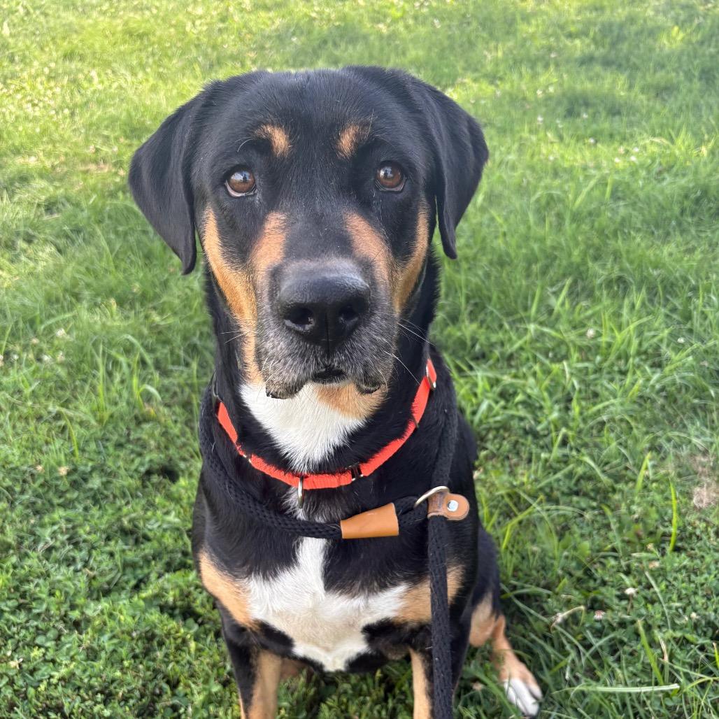 Coco, a Adoptable mixed breed in St Joseph, MO image 3/3