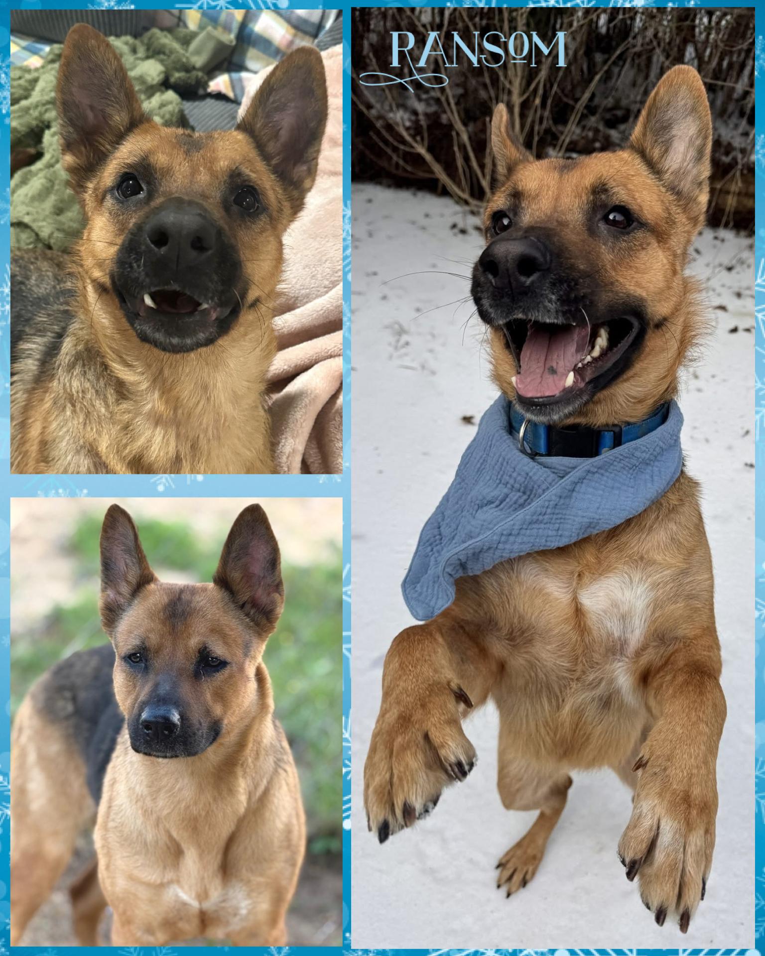 Enlarge Ransom, an adopted mixed breed in Pawcatuck , CT image 1/1