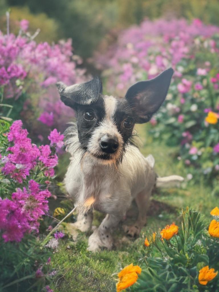 Orion, Adoptable, Young Male Wirehaired Dachshund & Chihuahua.