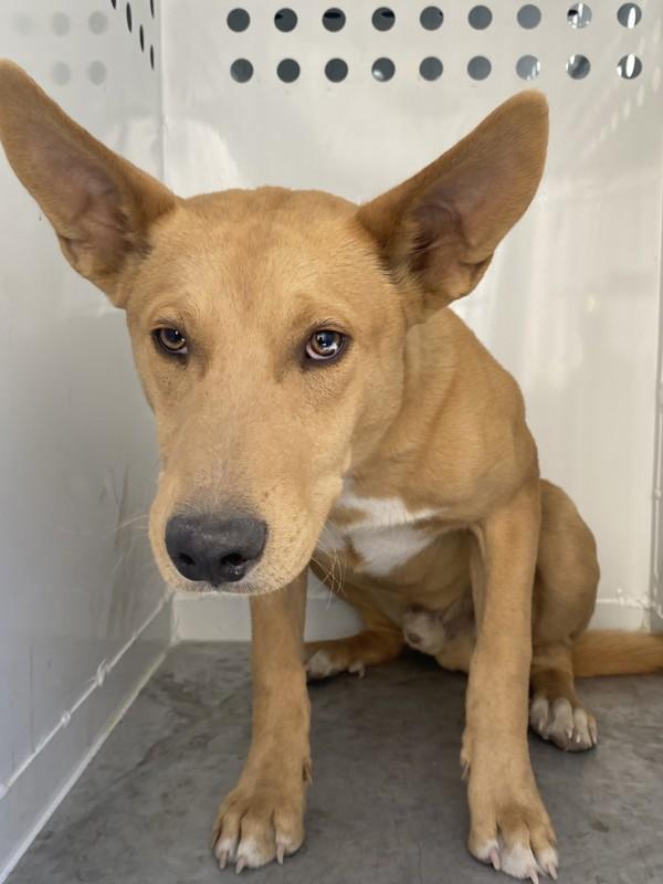 Boris, Adoptable, Young Male Pit Bull Terrier & Shepherd.