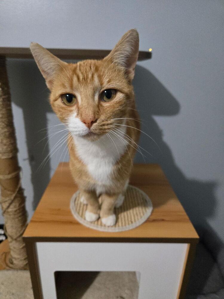 Missy, Adoptable, Adult Male Domestic Short Hair.