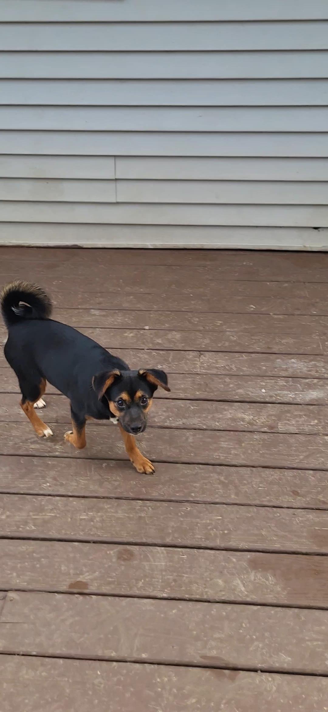 Muffin, adoptable, Adult Female Miniature Pinscher & Pug.