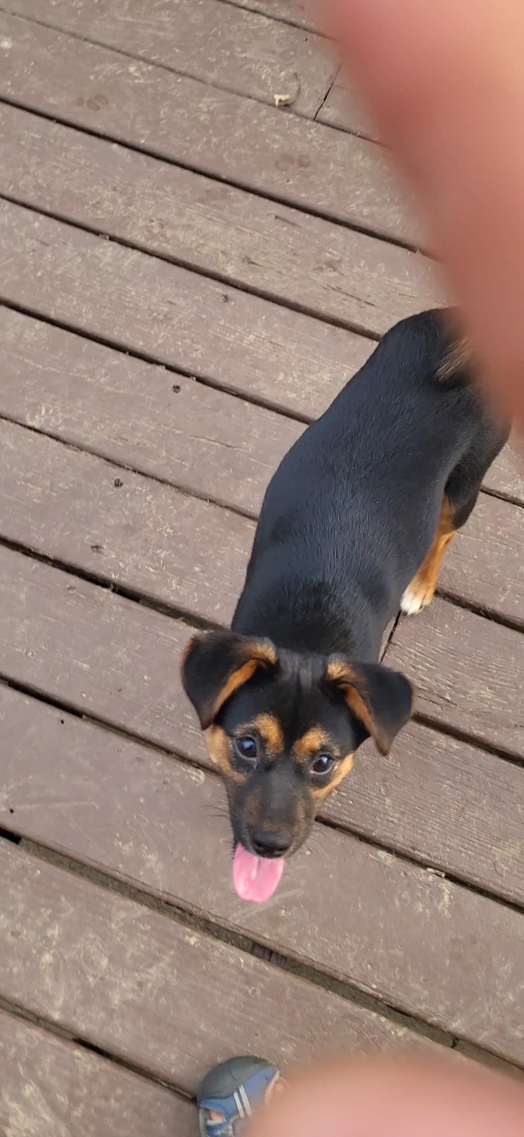 Muffin