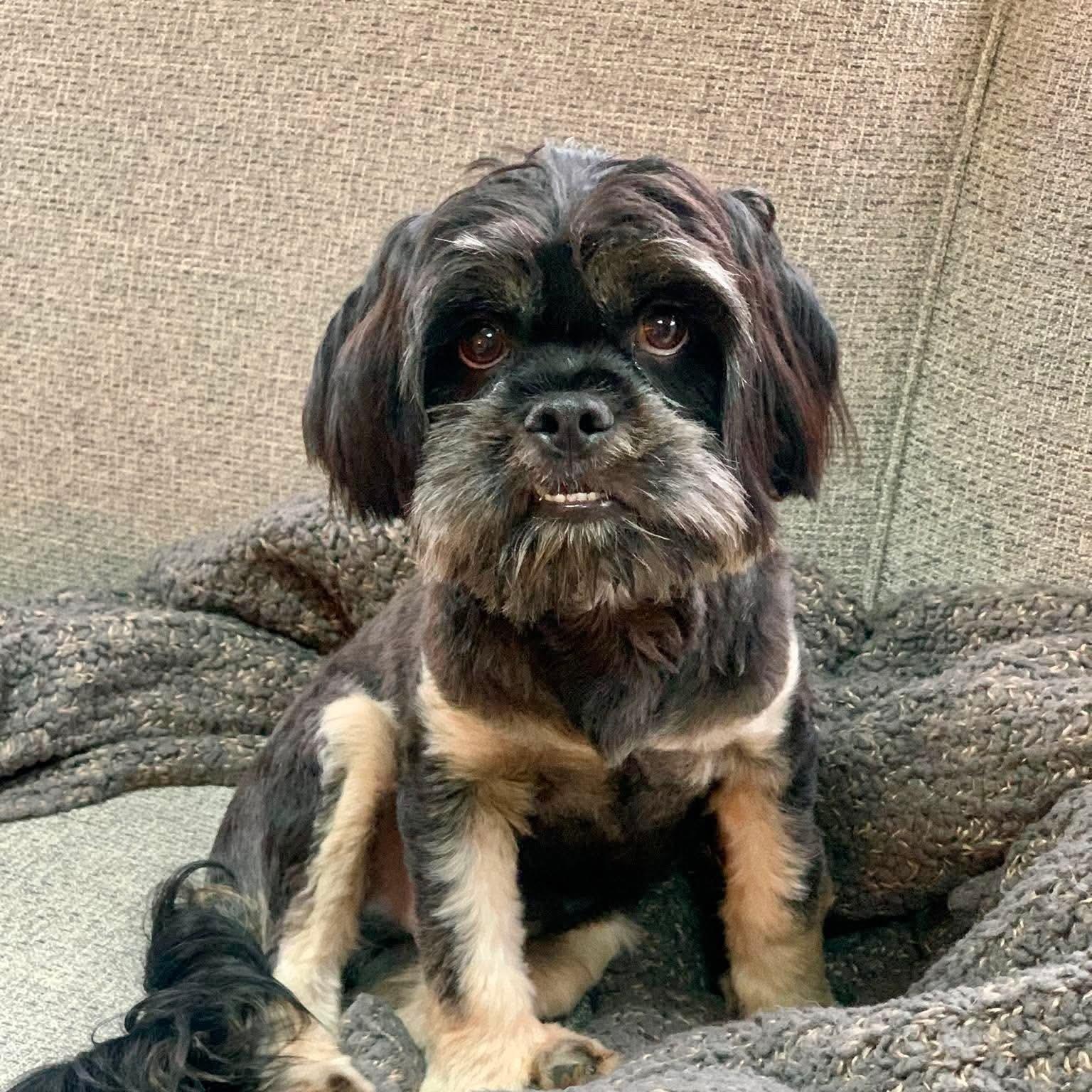 Morrison, ADOPTABLE, Young Male Lhasa Apso.