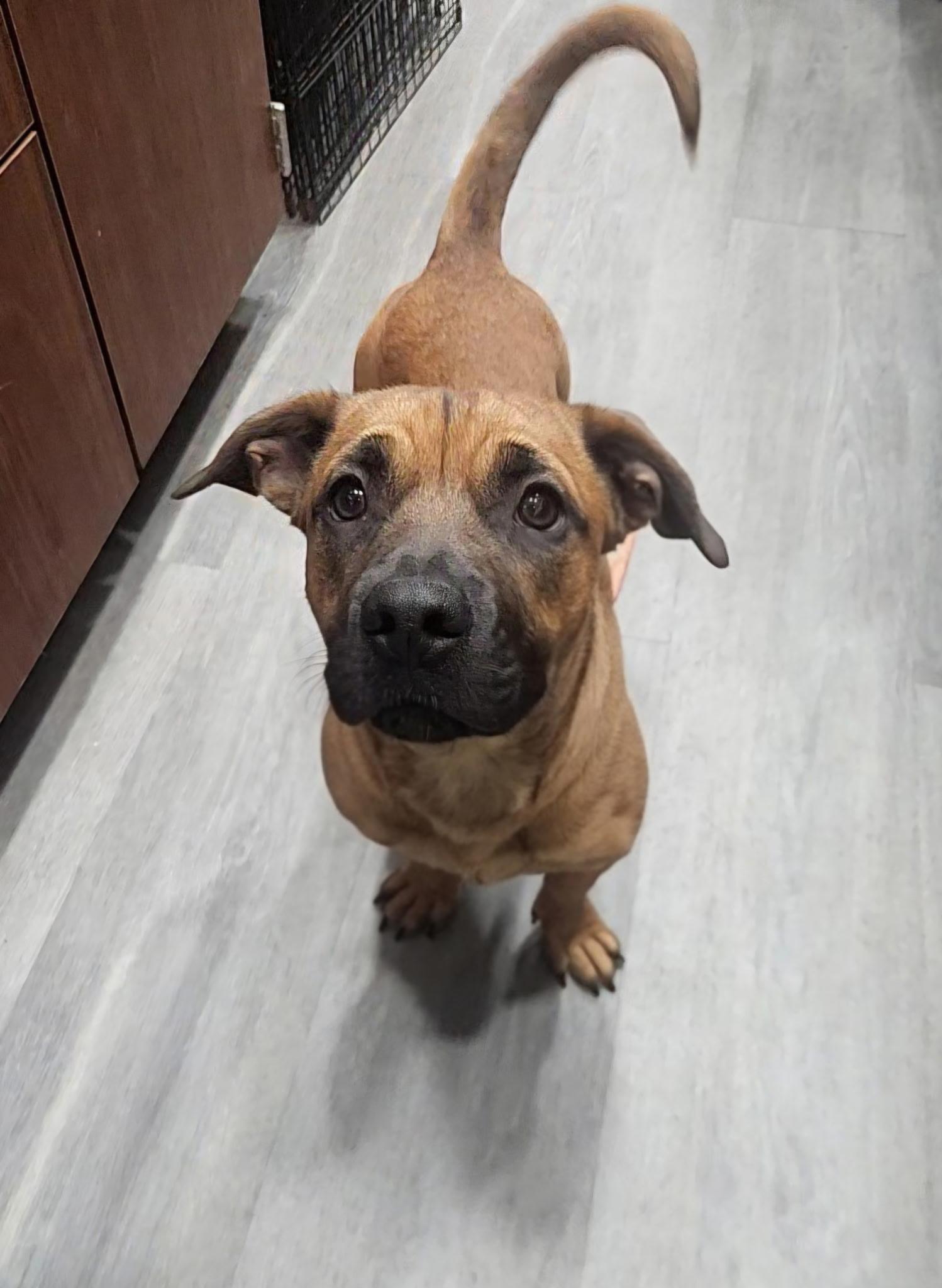 Enlarge Puparoni, a Adoptable mixed breed in Wausau, WI image 6/6