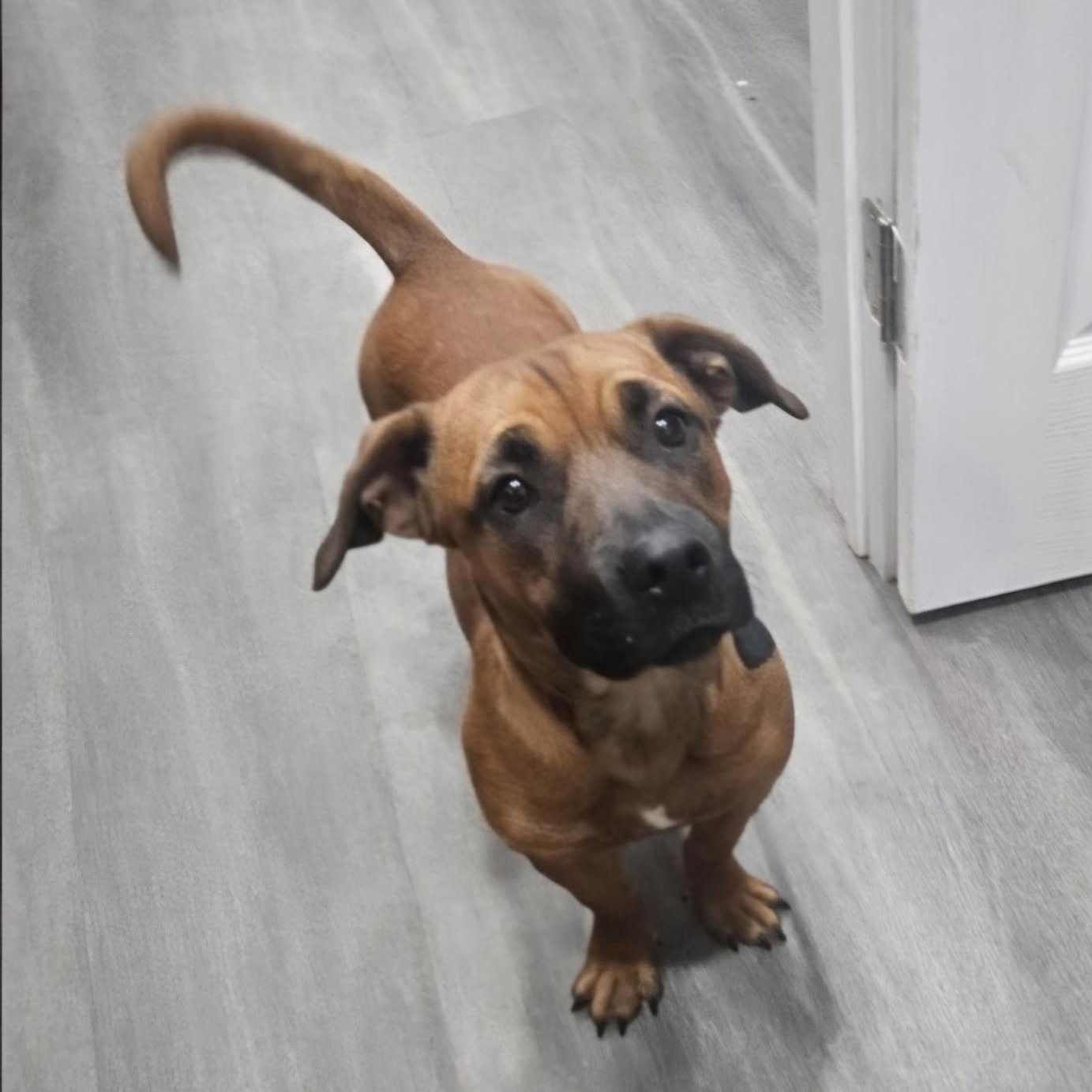 Enlarge Puparoni, a Adoptable mixed breed in Wausau, WI image 1/6