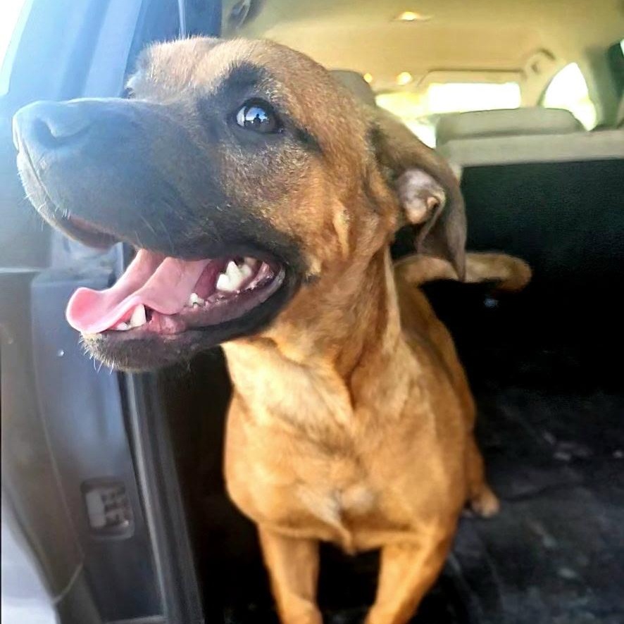 Enlarge Puparoni, a Adoptable mixed breed in Wausau, WI image 3/6