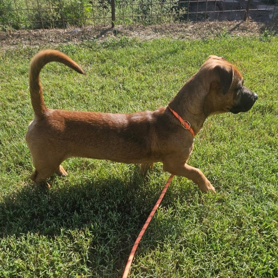 Enlarge Puparoni, a Adoptable mixed breed in Wausau, WI image 4/6