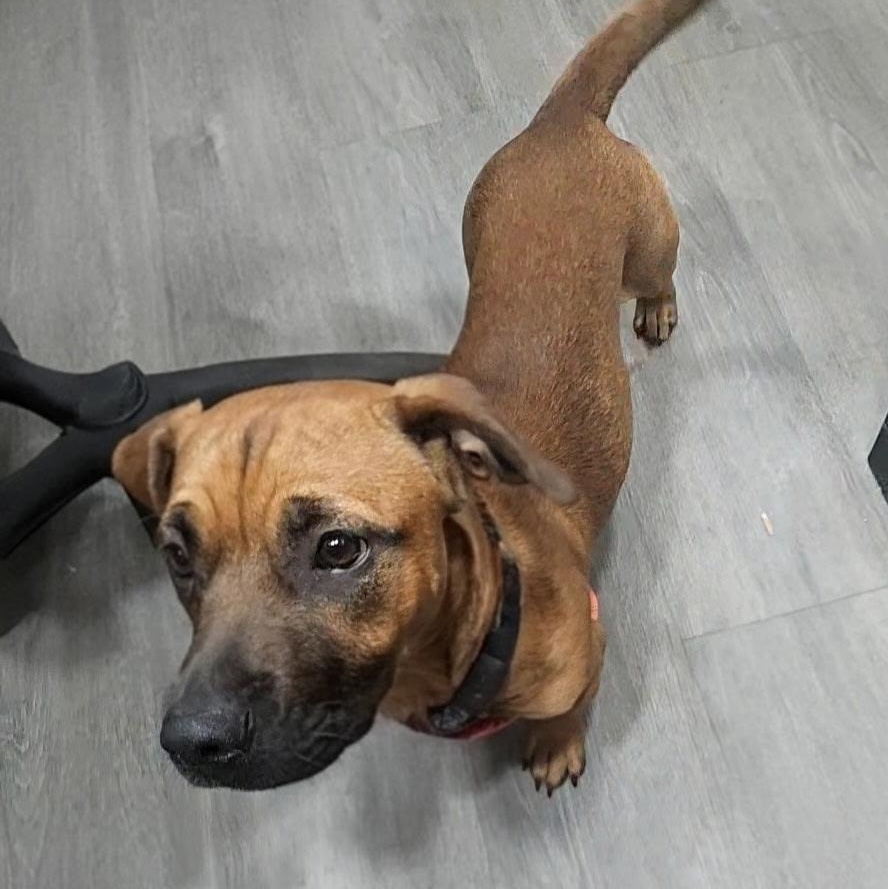 Enlarge Puparoni, a Adoptable mixed breed in Wausau, WI image 5/6