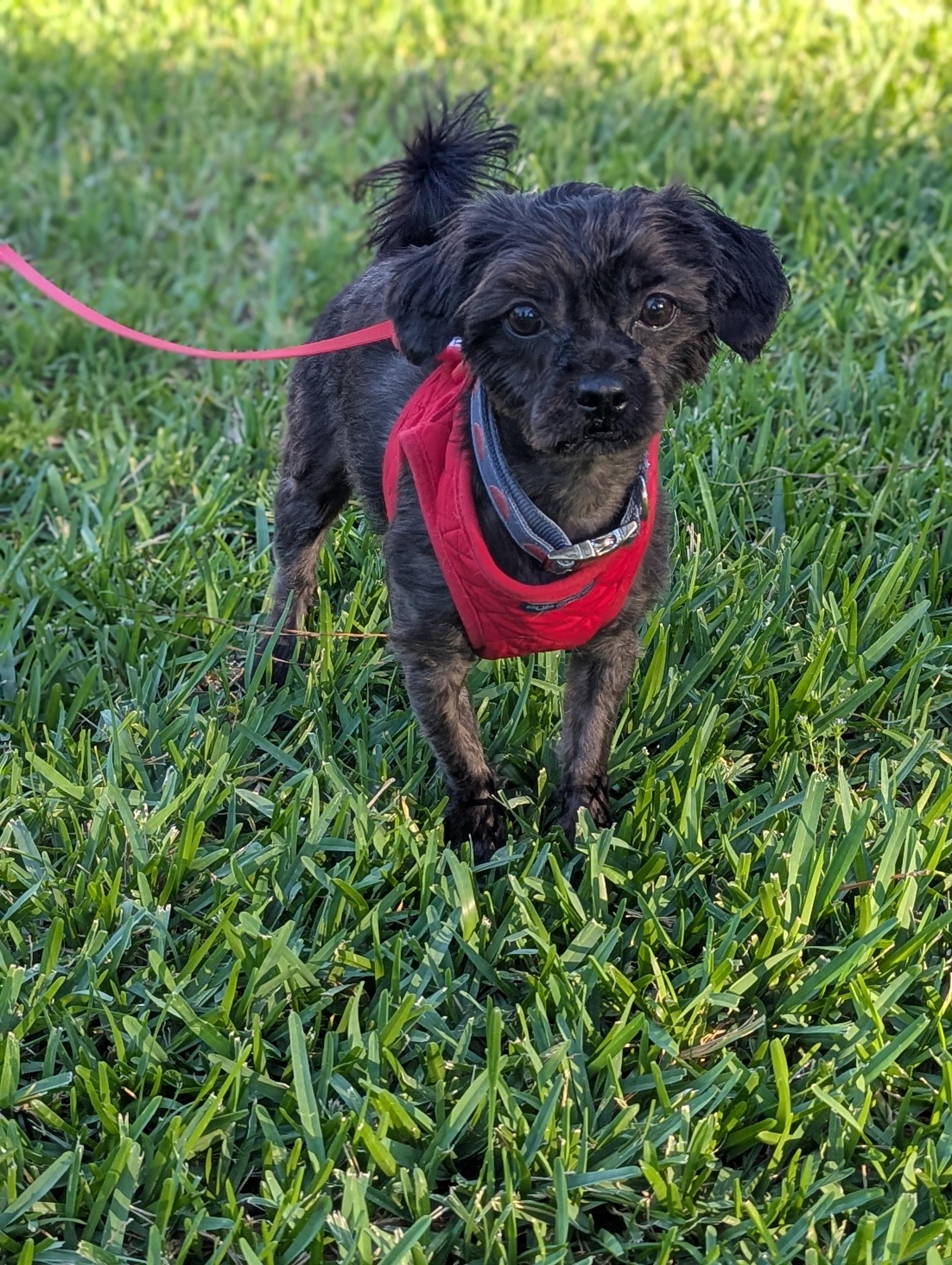 Gidget