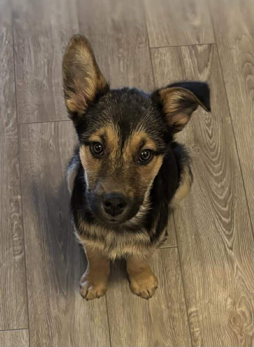 Enlarge Sami, a ADOPTABLE mixed breed in Winnipeg, MB image 2/6