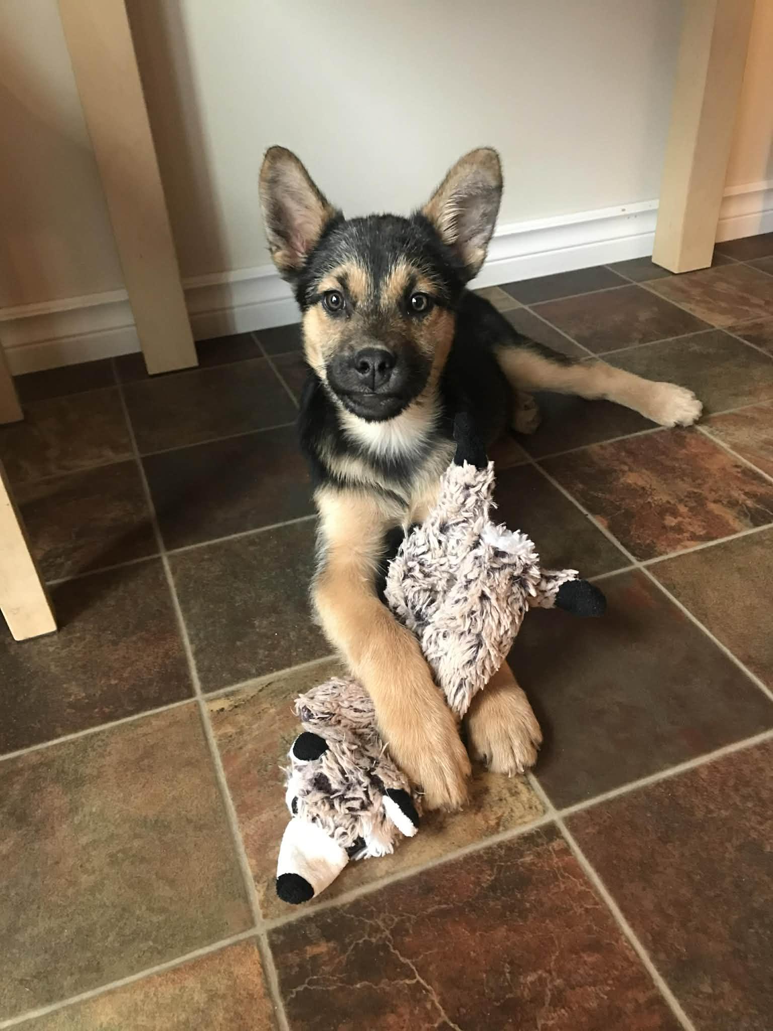 Sami, ADOPTABLE, Puppy Female Shepherd & Mixed Breed.
