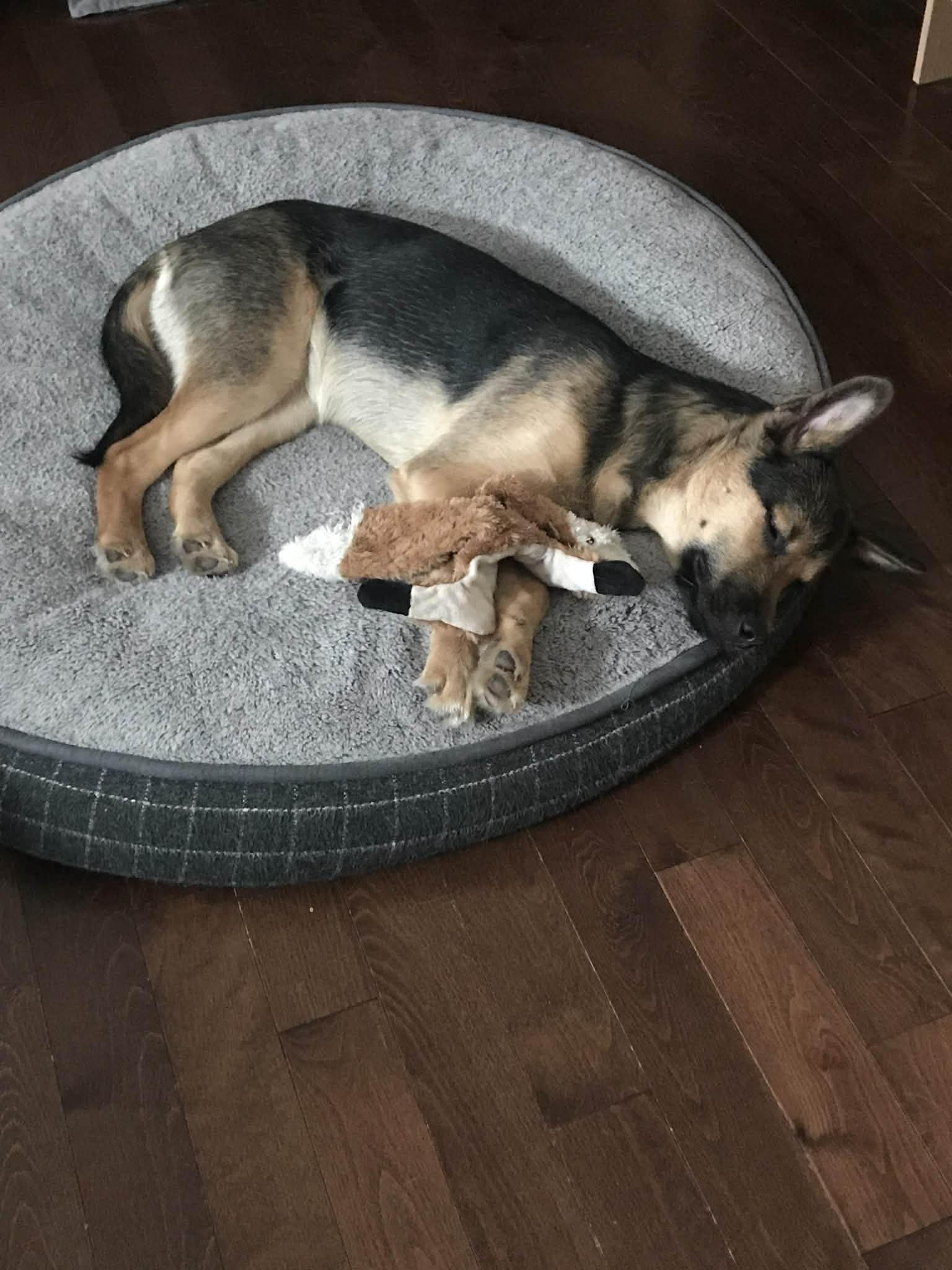 Enlarge Sami, a ADOPTABLE mixed breed in Winnipeg, MB image 6/6