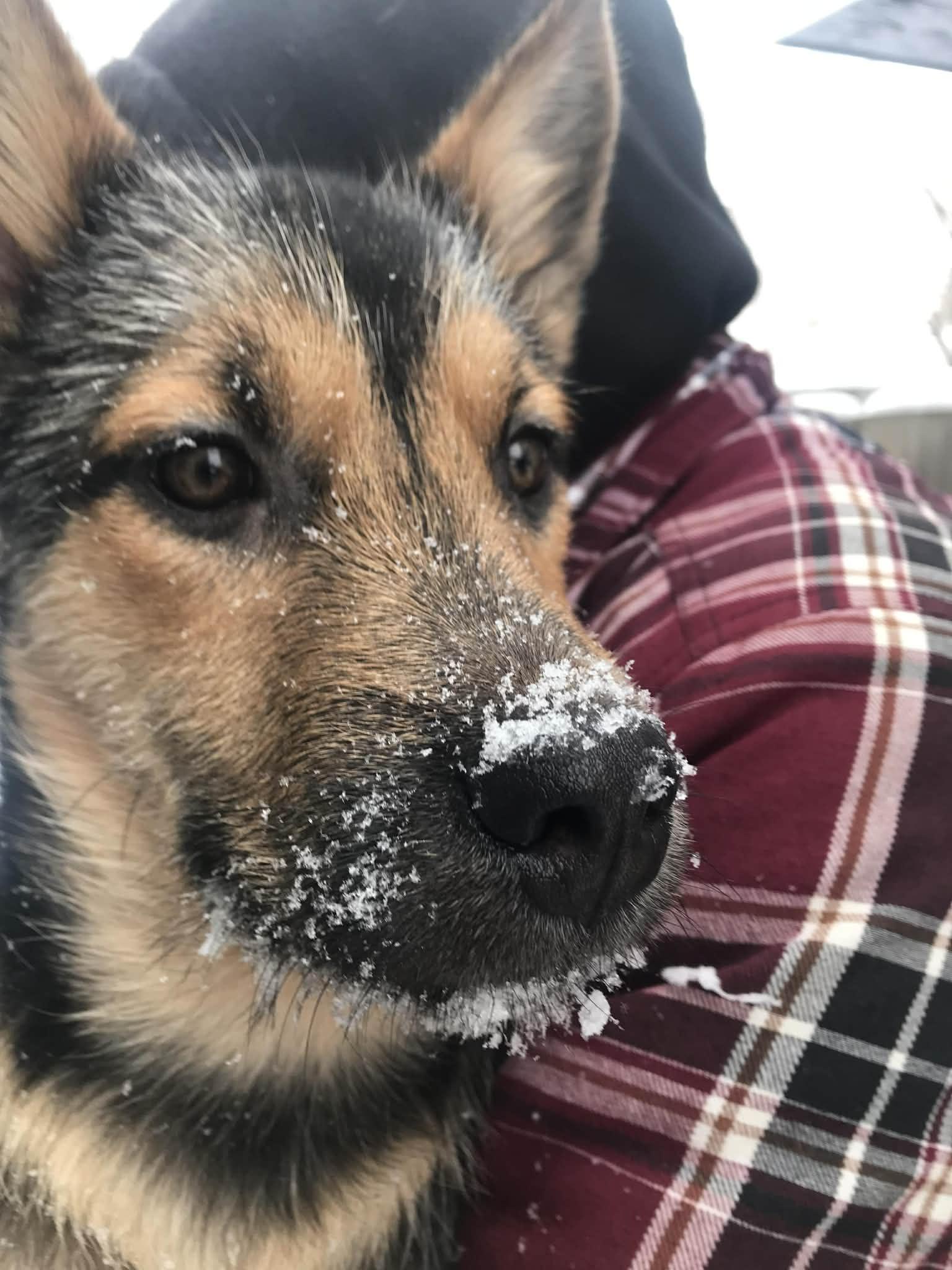 Enlarge Sami, a ADOPTABLE mixed breed in Winnipeg, MB image 3/6