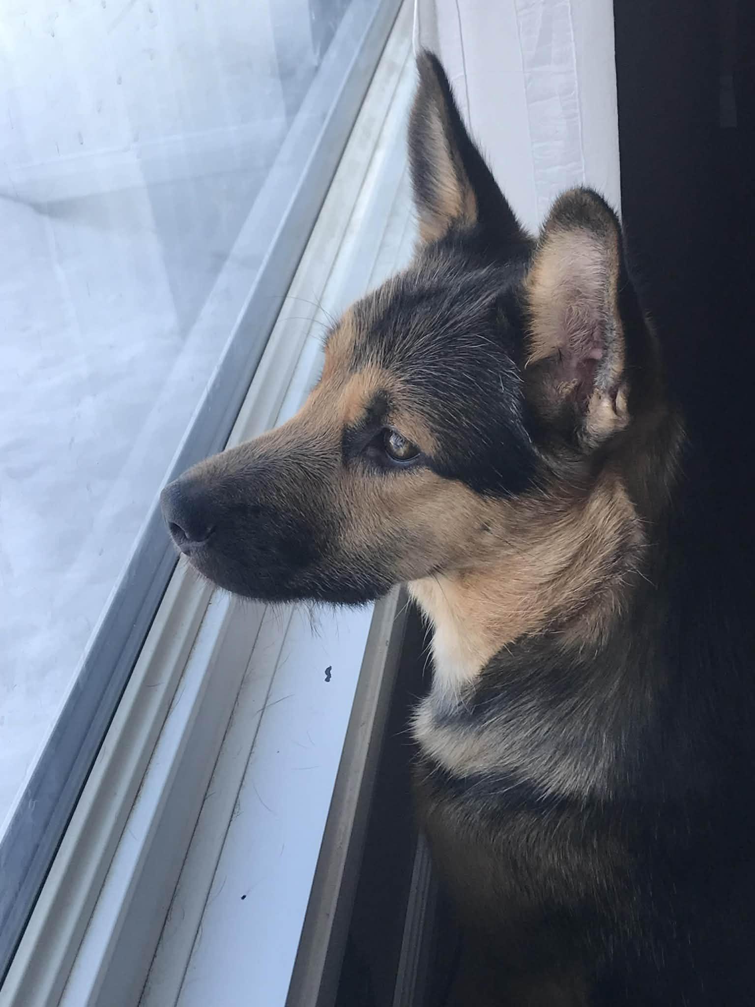 Enlarge Sami, a ADOPTABLE mixed breed in Winnipeg, MB image 4/6