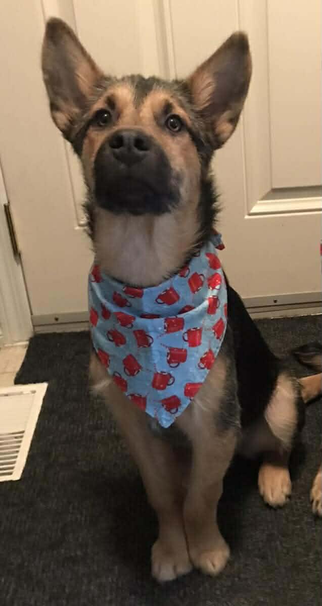 Enlarge Sami, a ADOPTABLE mixed breed in Winnipeg, MB image 1/6