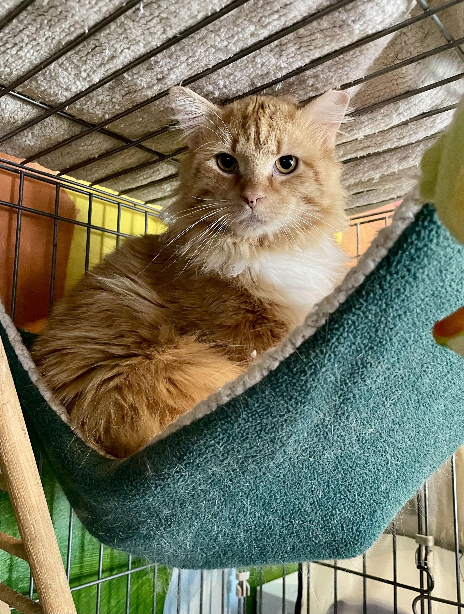 Enlarge Atlas, a Adoptable mixed breed in Ranson, WV image 1/2