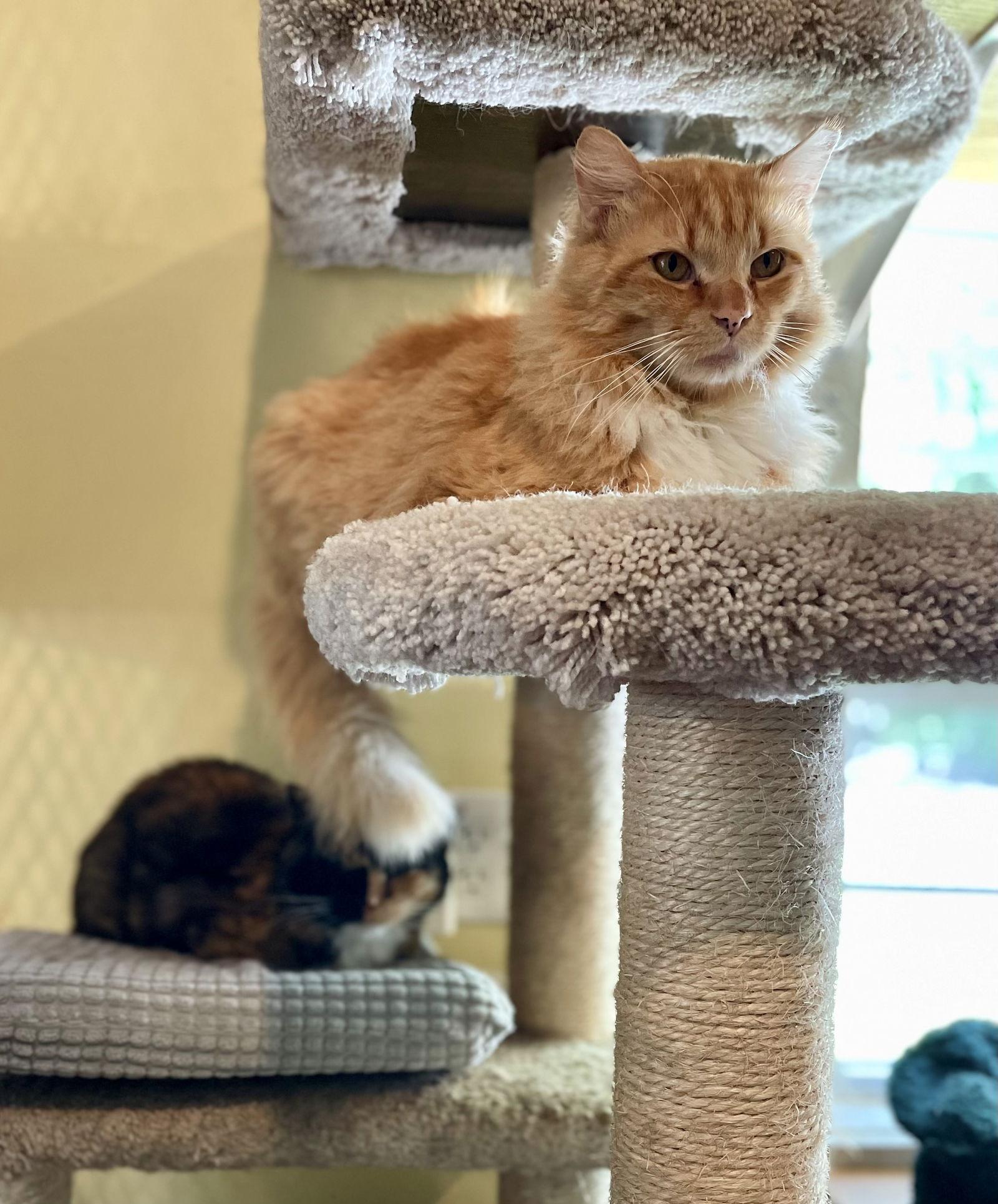 Enlarge Atlas, a Adoptable mixed breed in Ranson, WV image 2/2