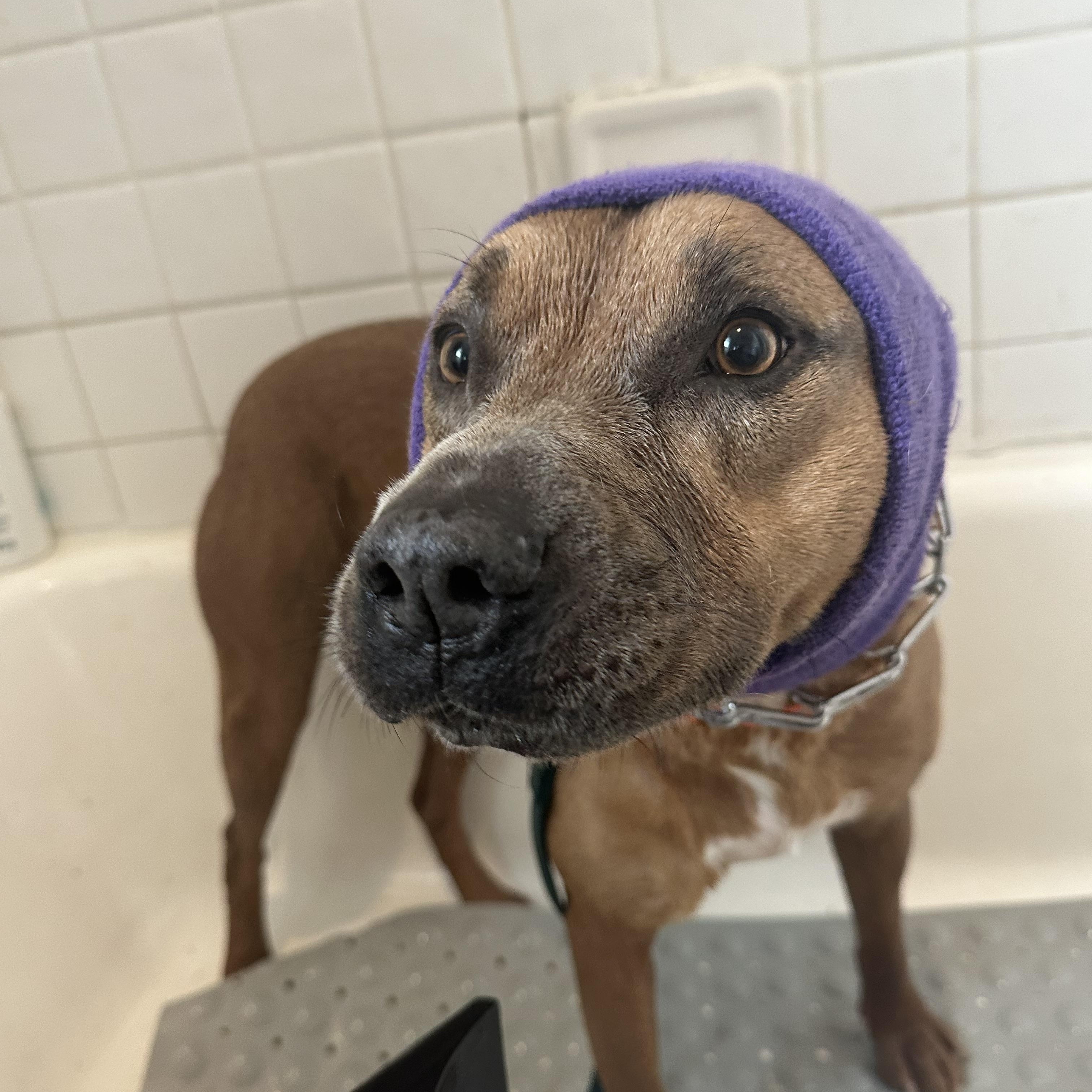 Enlarge Tommy, a Adoptable Pit Bull Terrier in Indianapolis, IN image 2/6