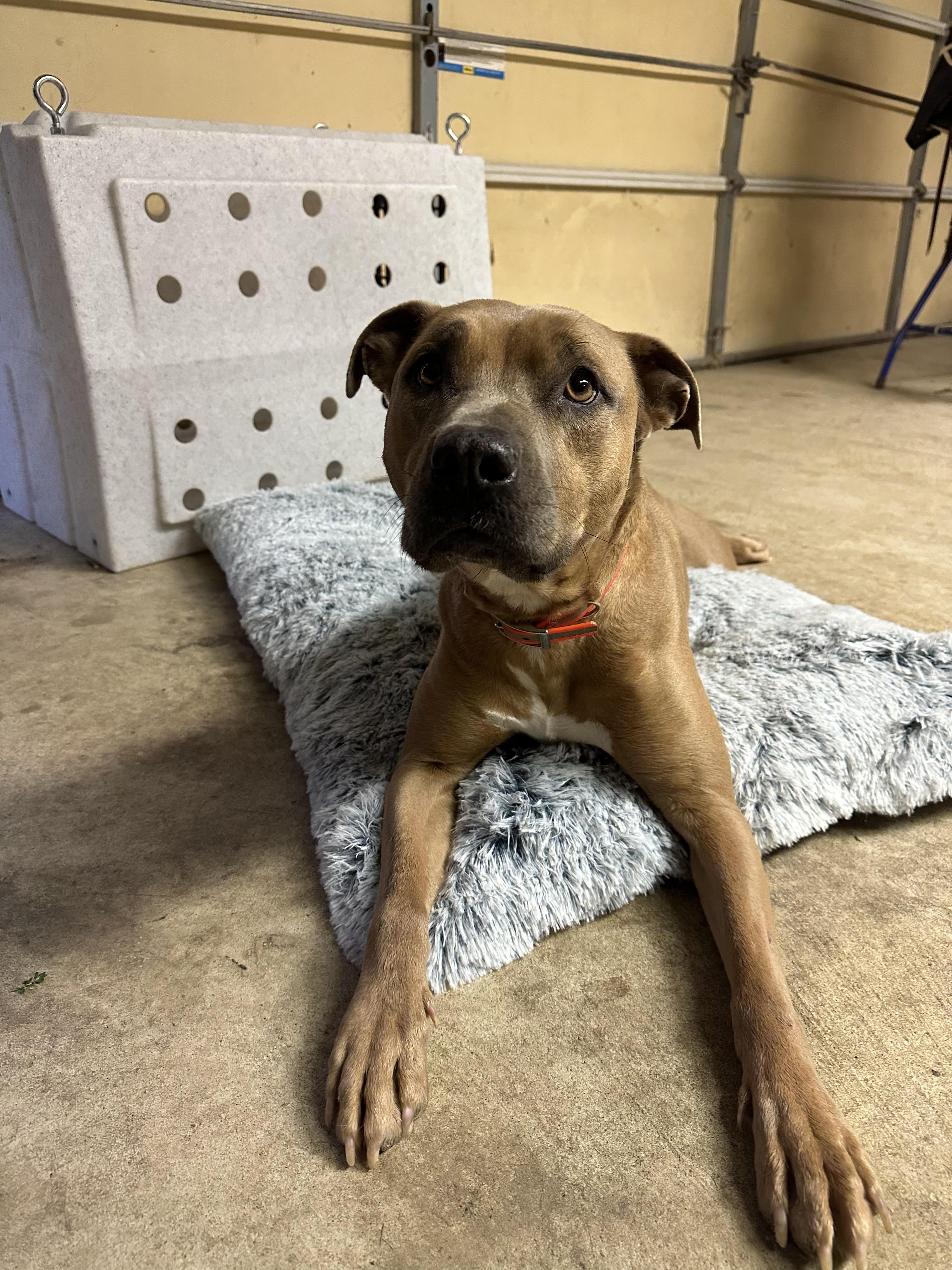 Enlarge Tommy, a Adoptable Pit Bull Terrier in Indianapolis, IN image 6/6
