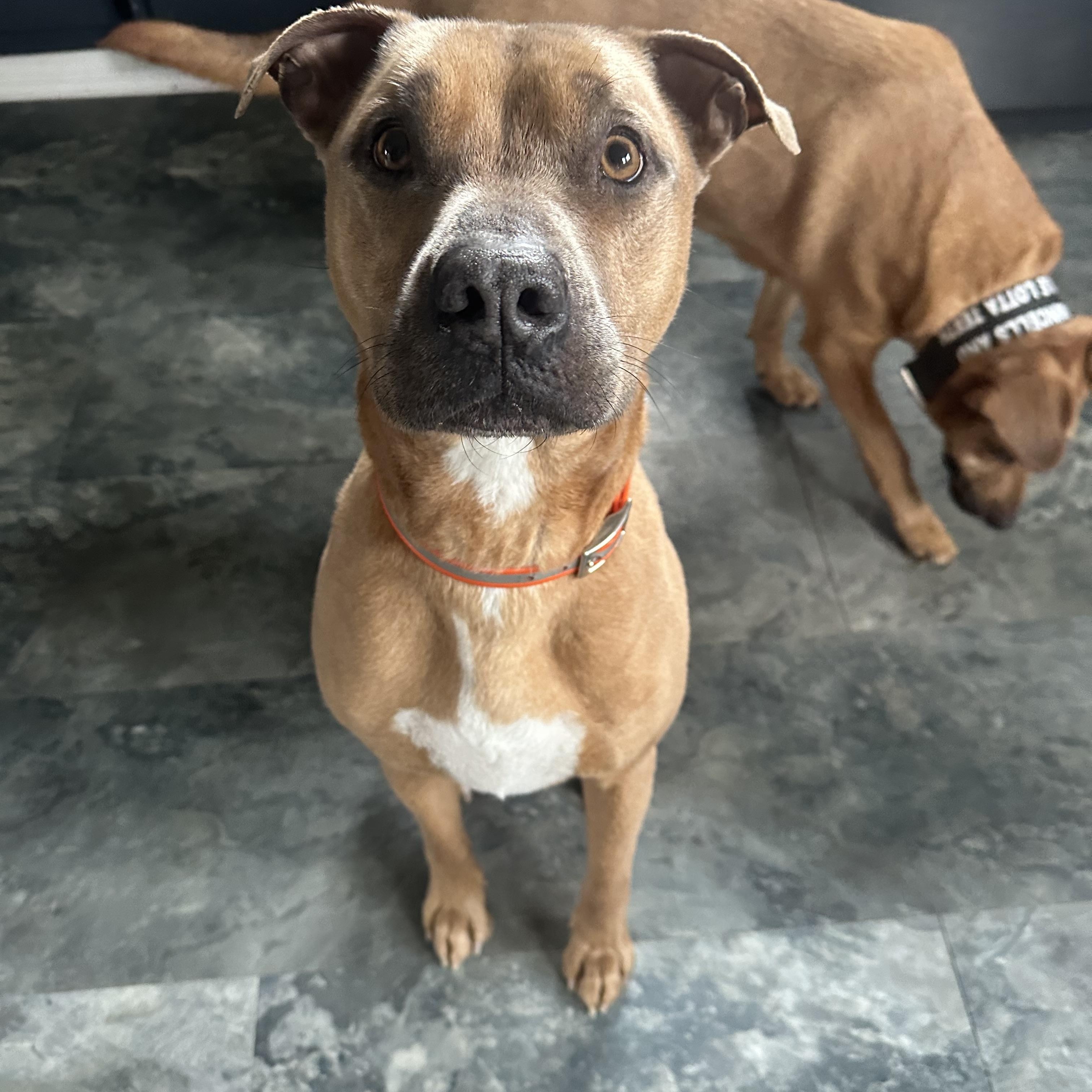 Tommy, Adoptable, Adult Male Pit Bull Terrier.