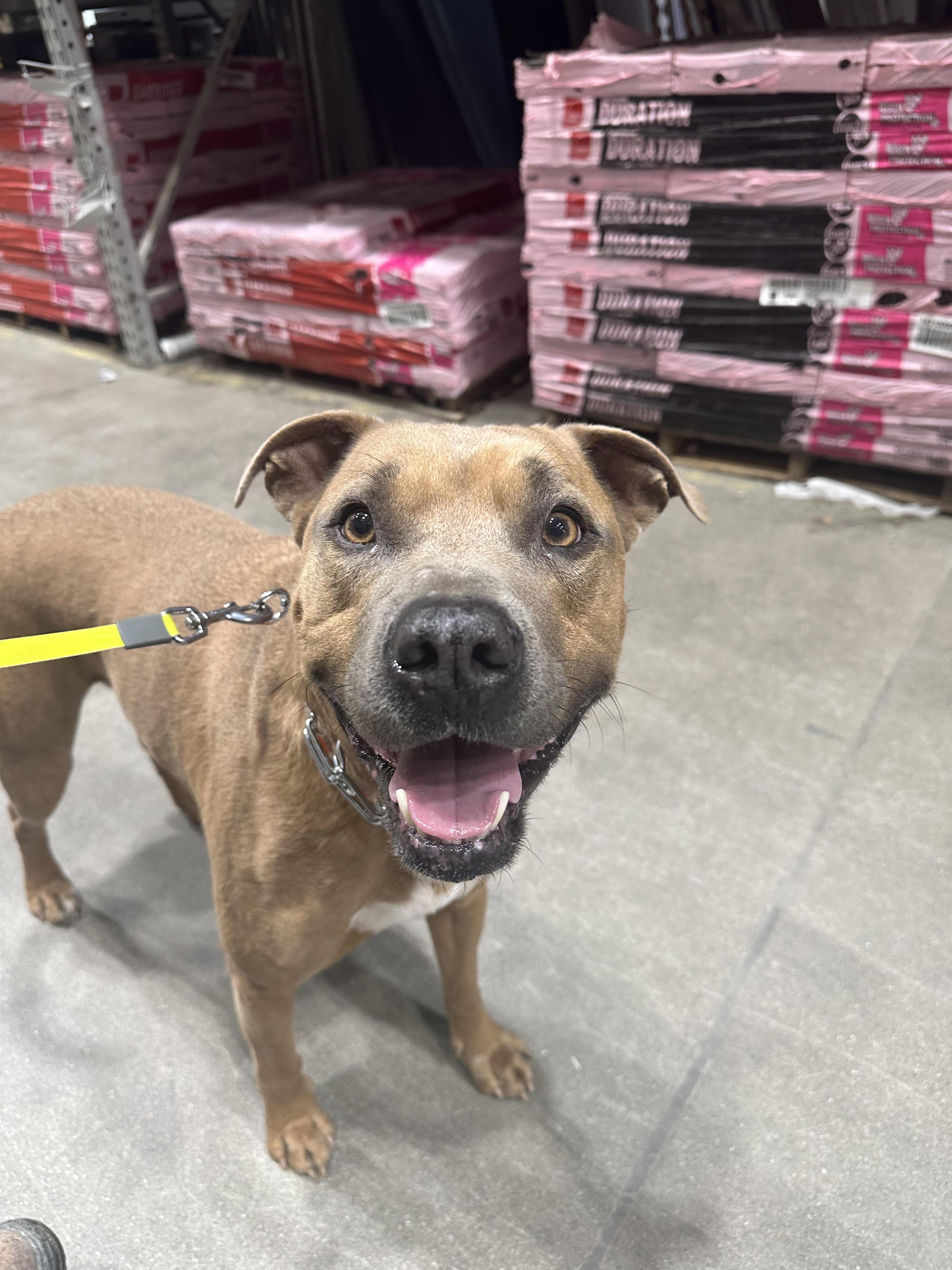 Tommy, Adoptable, Adult Male Pit Bull Terrier.