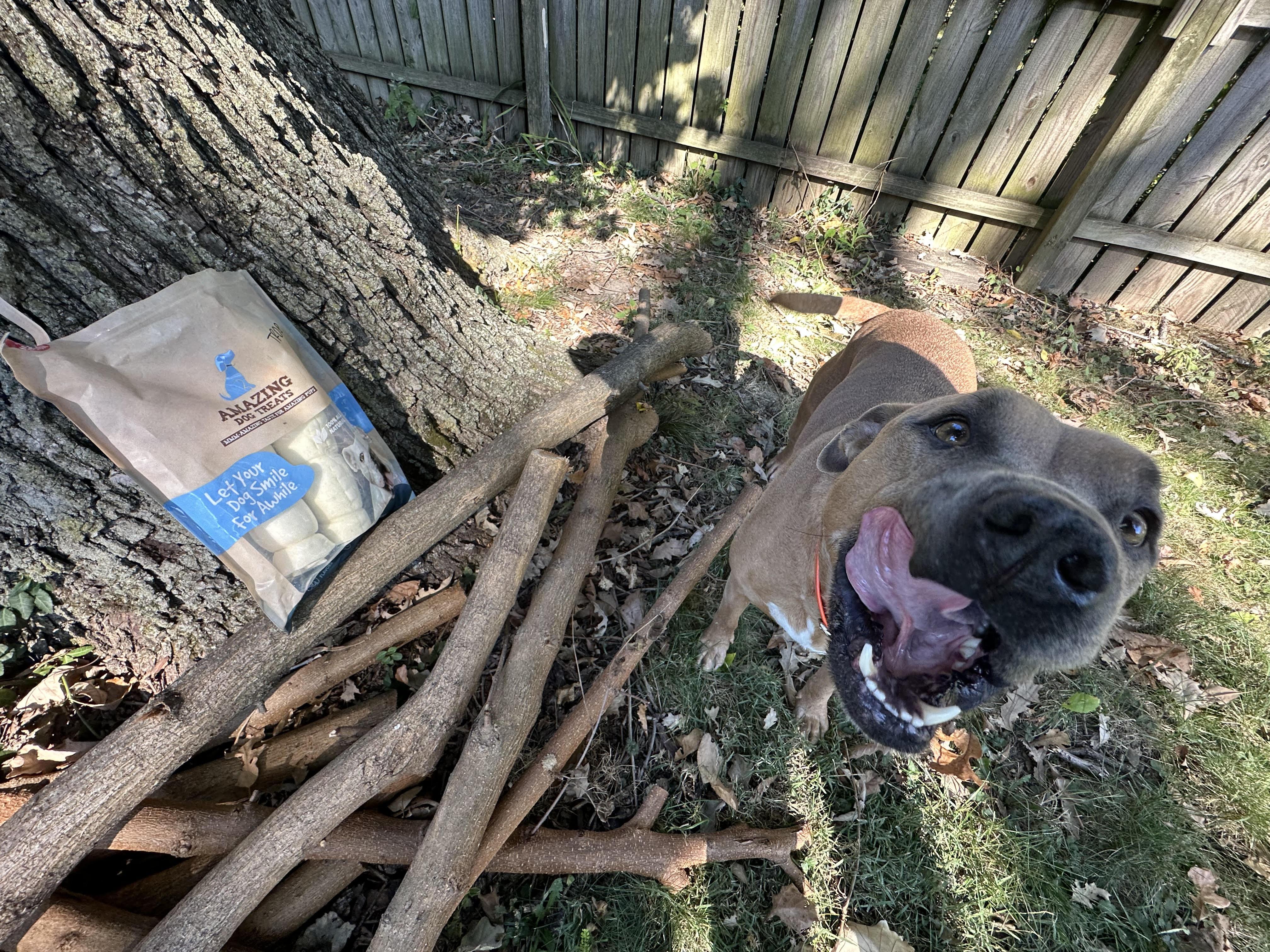 Enlarge Tommy, a Adoptable Pit Bull Terrier in Indianapolis, IN image 5/6