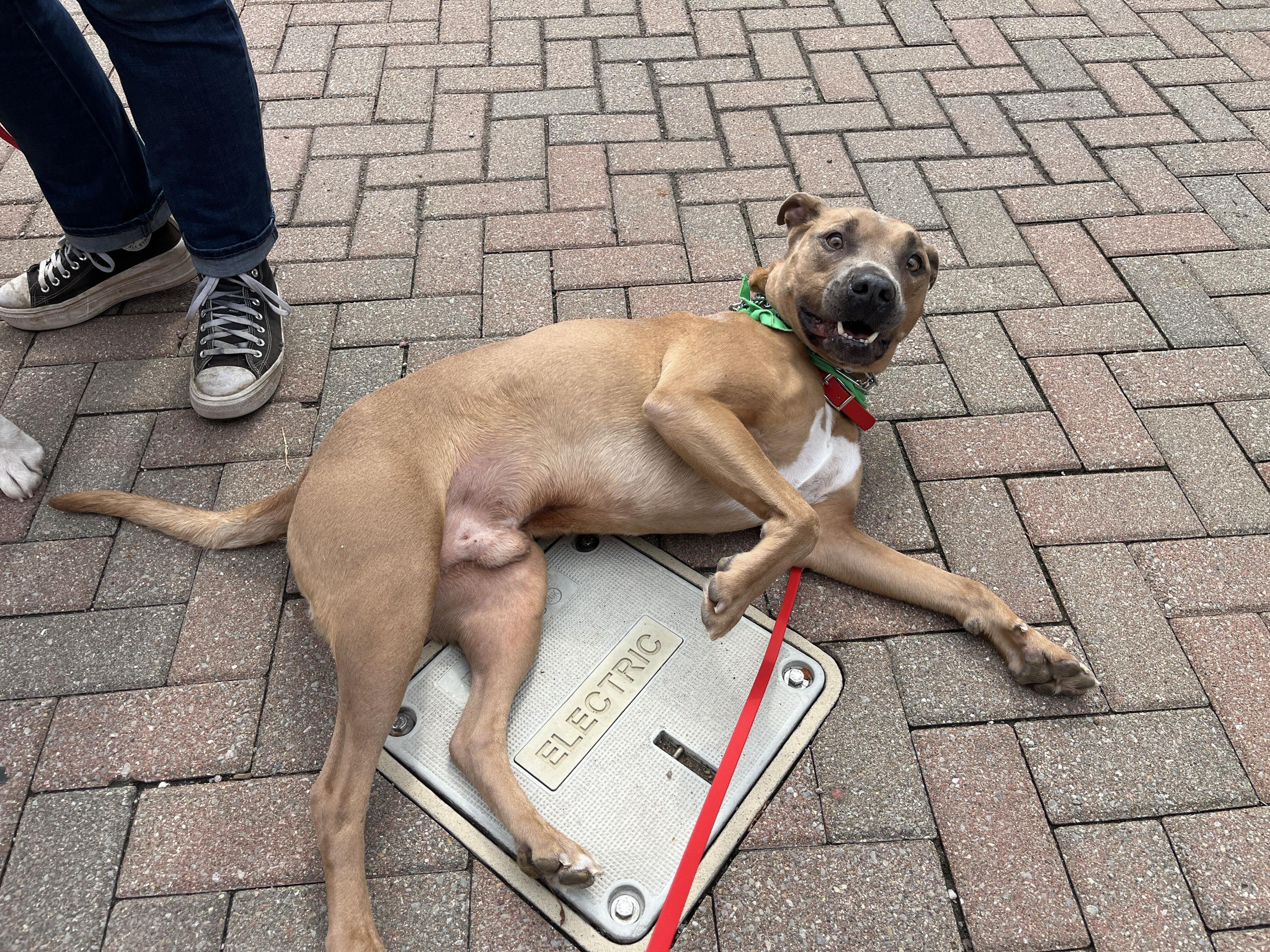 Enlarge Tommy, a Adoptable Pit Bull Terrier in Indianapolis, IN image 7/7